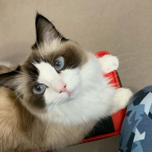 Meet your Posher, Yilin